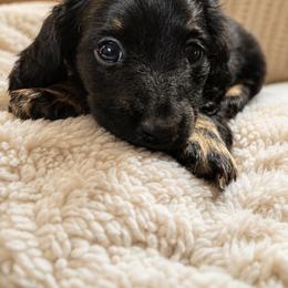 Little bear - AKC Pet Only - Black and cream male Dachshund puppy in Proctor, Montana from Blue Star Dachshunds