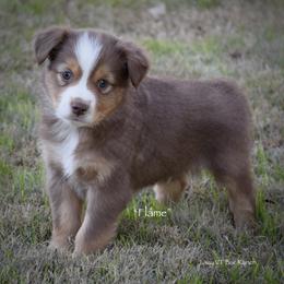 Flame - Red tri male Miniature Australian Shepherd puppy in Evant, Texas from Lazy VT Bar Ranch