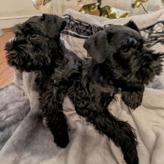 Girl 1 - Black Miniature Schnauzer puppy in New Windsor, Maryland from Classic Miniature Schnauzers
