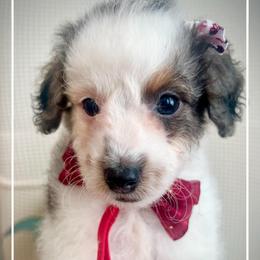 VIOLA - Black and white female Bernedoodle puppy in Houston, Texas from Pia’s Doodle Poodle Wag