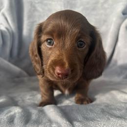 Coco - Chocolate female Dachshund puppy in Ocala, Florida from Weenie Boops