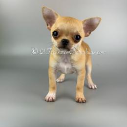 Titan - Fawn male Chihuahua puppy in Anderson, South Carolina from Lil Treasures Chihuahuas