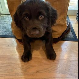 Boykin Spaniel, English Cocker Spaniel, and Labrador Retriever Puppies from PARK’s Family Farm