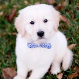Golden Retriever Puppies from Golden Bunns Retrievers
