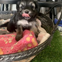 Havanese Puppies from PT Havanese