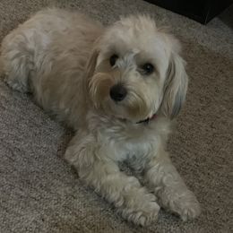 Bailey - Maltipoo