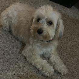 Bailey - Maltipoo