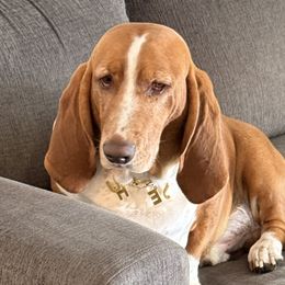 Diesel (Pooh) - Basset Hound