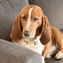 Diesel (Pooh) - Basset Hound