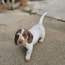 Toffee - Chocolate and cream female Dachshund puppy in Sacramento, California from Family and Farm Friendly Dachshund