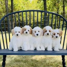 Pyredoodle puppies from FDF Pyredoodles & Bernedoodles