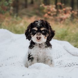 Pink Collar - Brown roan and tan female Cockapoo puppy in Missoula, Montana from Big Sky Cockapoos