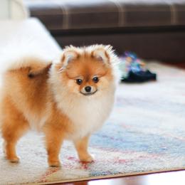 Girl - Orange sable female Pomeranian puppy in North Pole, Alaska from Lauras Poms