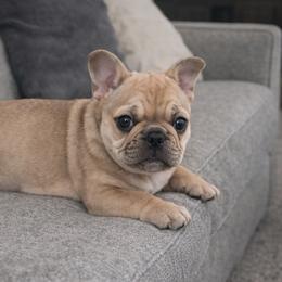 Nugget - Fawn and white female French Bulldog puppy in Kerens, West Virginia from Leather & Lace
