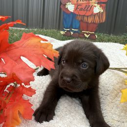 Boy 1 - Chocolate male Labrador Retriever puppy in Conroe, Texas from XOM Retrievers