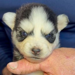 Amber - Black and white female Pomsky puppy in Spring Hill, Florida from PDQ Pomskies