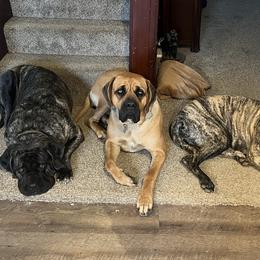 Mastiff All Grown Up from J and L Farms Mastiff’s