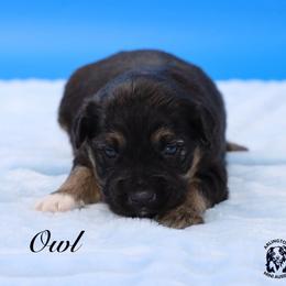 Owl - Black tri male Miniature Australian Shepherd puppy in Weeki Wachee, Florida from Arlington's Mini Aussies