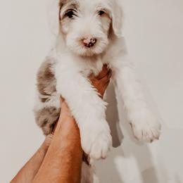 Sheepadoodle Puppies from DOODCompany