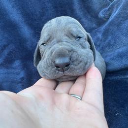 Sapphire - Blue female Great Dane puppy in Rosharon, Texas from Parker's Great Danes