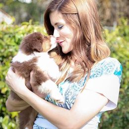 Australian Shepherd Puppies from Haulin Aussies