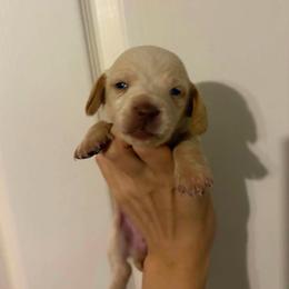 Josie - Dapple female Dachshund puppy in Onalaska, Texas from Smokey Pines Dachshunds