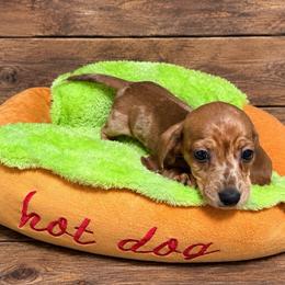 Pup 2- 1500 - Dapple male Dachshund puppy in Williston, Florida from Teenie Weenie Dachshunds