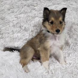 Green Collar Sable Boy - Sable and white male Collie puppy in Gleason, Tennessee from Liberty Collies