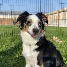 Aggy - Miniature Australian Shepherd