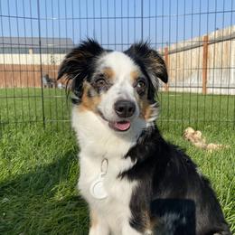 Aggy - Miniature Australian Shepherd