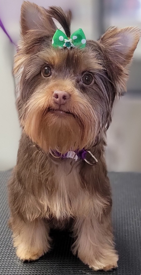 Brownie - Yorkshire Terrier