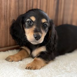 Carter - Black and cream male Dachshund puppy in Newport, Tennessee from Justice Doxies