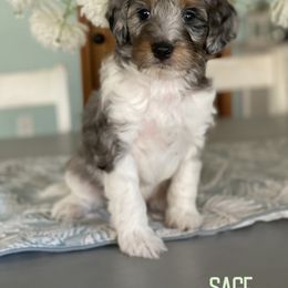 Sage - Blue merle male Aussiedoodle puppy in Henry, Illinois from Rowe Farms Doodles
