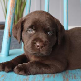 Ivy - Chocolate female Labrador Retriever puppy in Camden, Indiana from Camden's Caring Canines