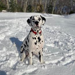 Dalmatian All Grown Up from Gateway Farm Dalmatians