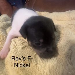 Nickel - White black and tan female Rat Terrier puppy in Lodi, California from Top Shelf Rat Terriers