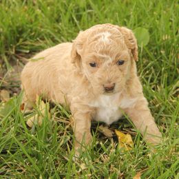 Evie - Apricot female Poodle puppy in West Bend, Iowa from Blue Skies Terriers