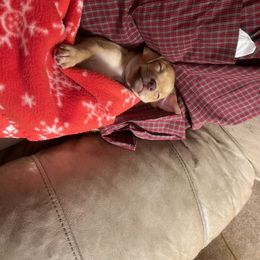 Willie - Gold Chihuahua puppy in Chesapeake, Virginia from Wonder Pups Chihuahuas