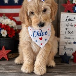 Pink - Cream female Goldendoodle puppy in Aurora, Illinois from Chicago Goldendoodles
