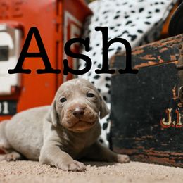 Ash - Silver gray male Weimaraner puppy in Talking Rock, Georgia from North Georgia Weims