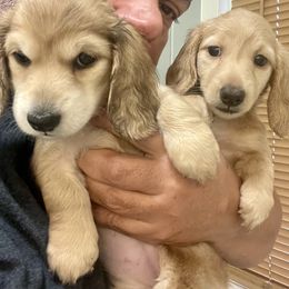 Dachshund Puppies from Island Farms Mimi’s Dachshunds Florida