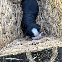 Mel - Black rust and white male Bernese Mountain Dog puppy in Falls Mills, Virginia from Buck’s Bernese