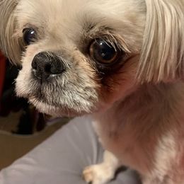 Shih Tzus from Southern Sass Shih Tzu