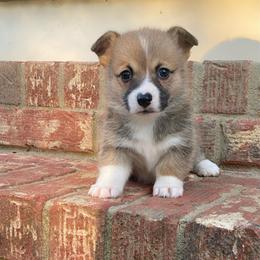 Sue - Sable female Pembroke Welsh Corgi puppy in Morton, Mississippi from Southern Magnolia Corgis