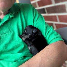 Miniature Schnauzer Puppies from Daniel Morlan