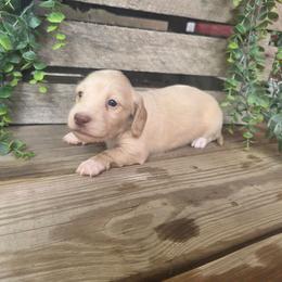 Boris - Cream male Dachshund puppy in Grant, Michigan from Low Down Dashchuand