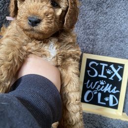 Goldendoodle Puppies from Simply Mini Goldendoodles