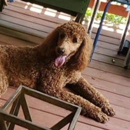 Poodles from Four Oaks Farm Kennel