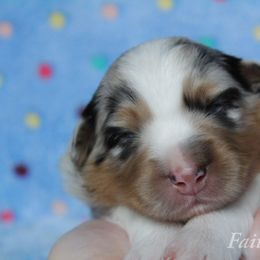 Australian Shepherd Puppies from Faith Valley Australian Shepherds