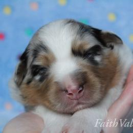 Australian Shepherd Puppies from Faith Valley Australian Shepherds